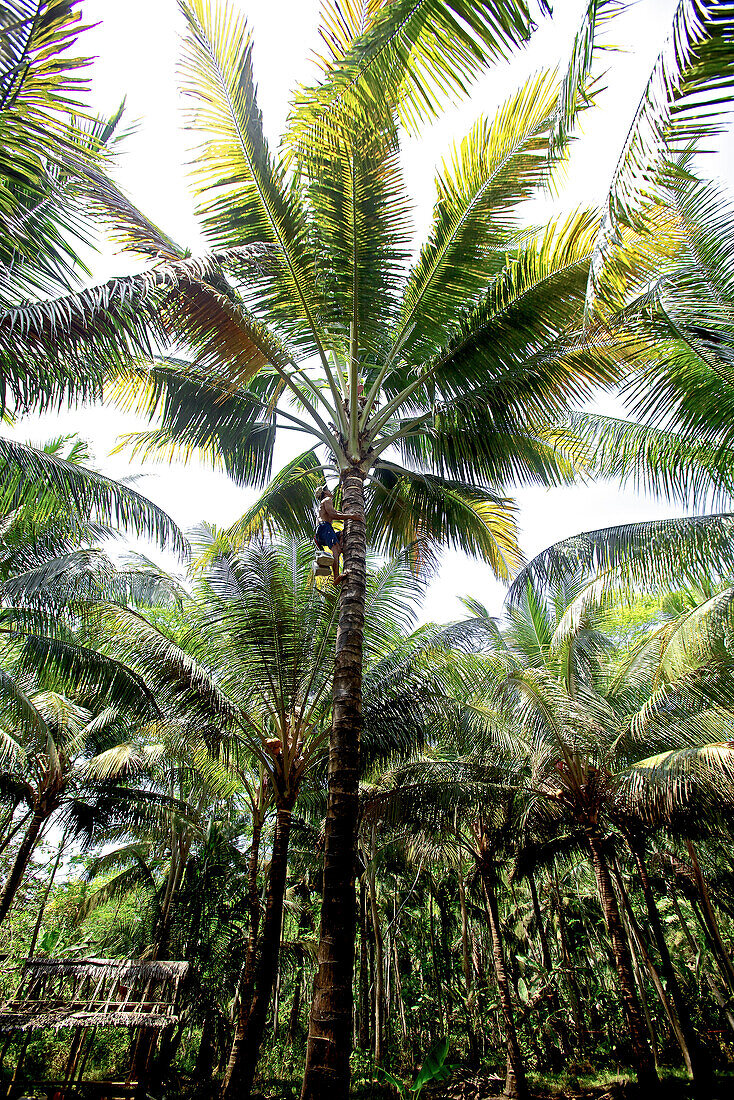 ann klettert auf eine Palme, Denpasar, Bali, Indonesien