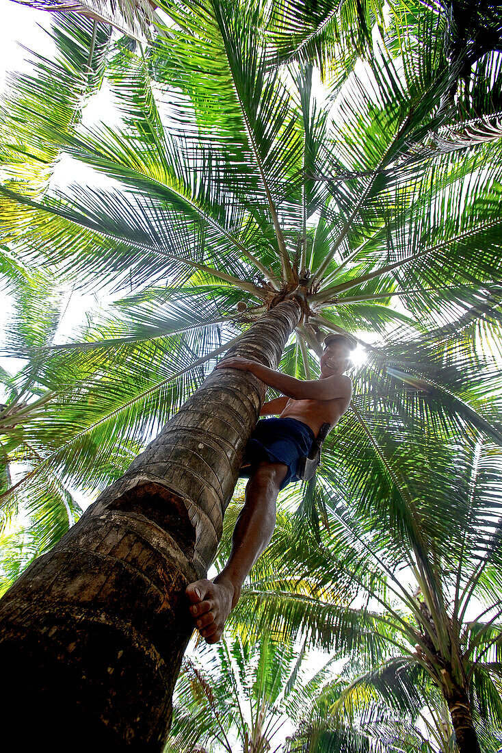 Mann klettert auf eine Palme, Denpasar, Bali, Indonesien