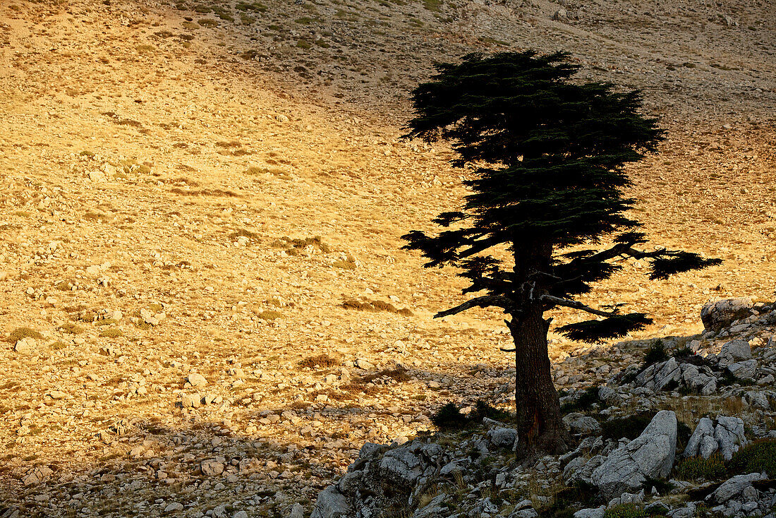 Tree between rocks, long-distance footpath Lycian Way, Antalya, Turkey