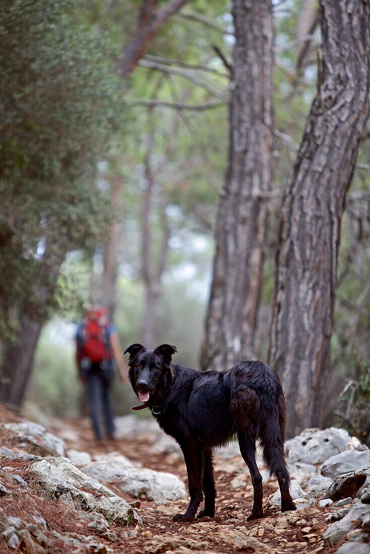 Woman and a dog hiking along long-distance footpath Lycian Way, Antalya, Turkey