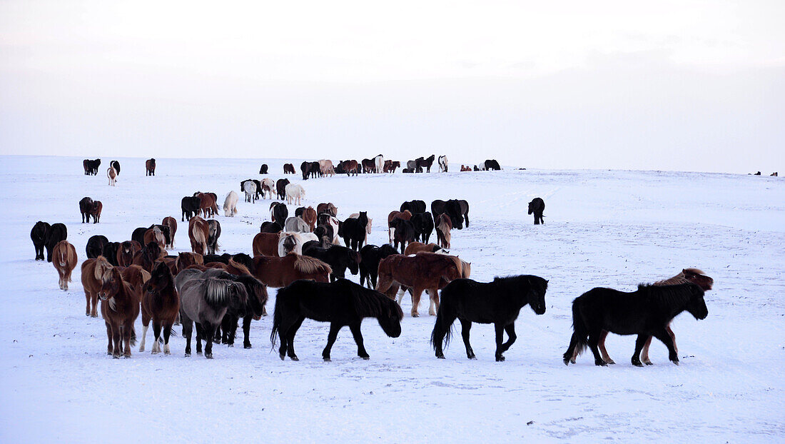 Iceland ponies at the golden circle, Iceland in winter, Iceland