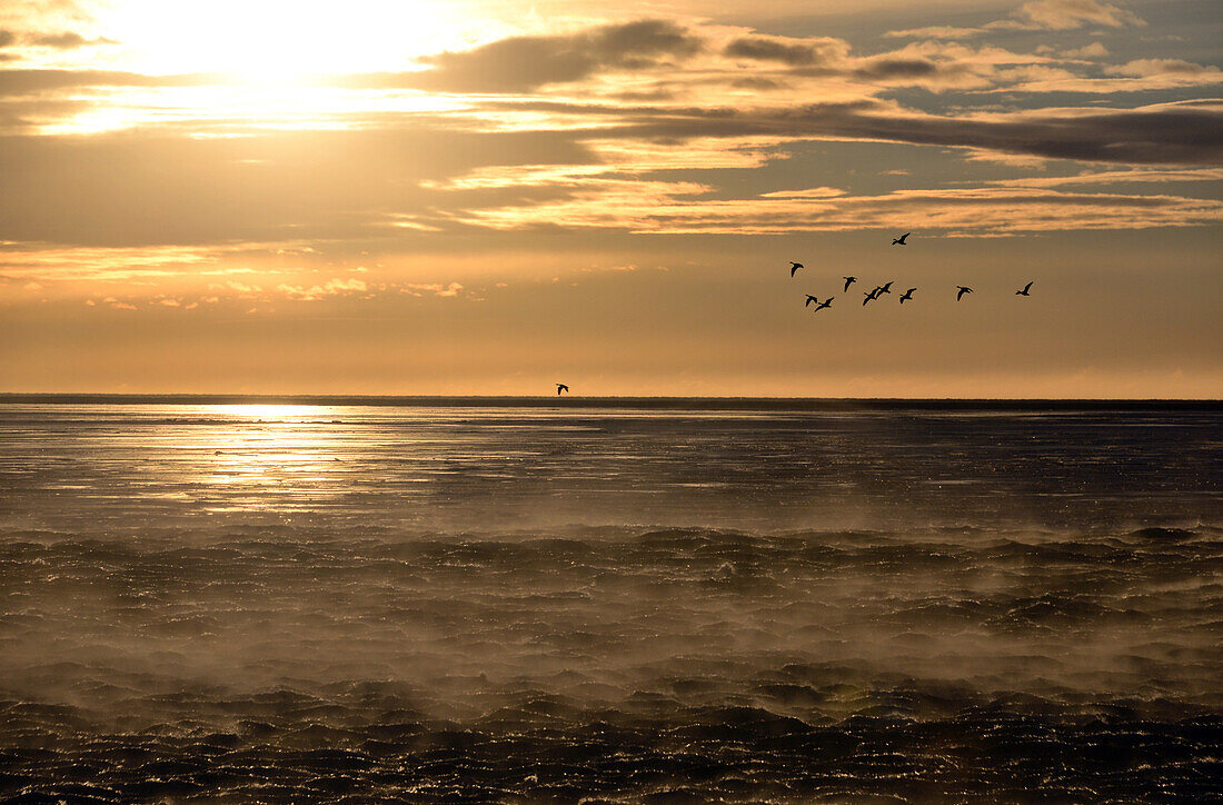 Seabirds flying over the sea near the ringroad, Porsmork, south Iceland in winter, Iceland