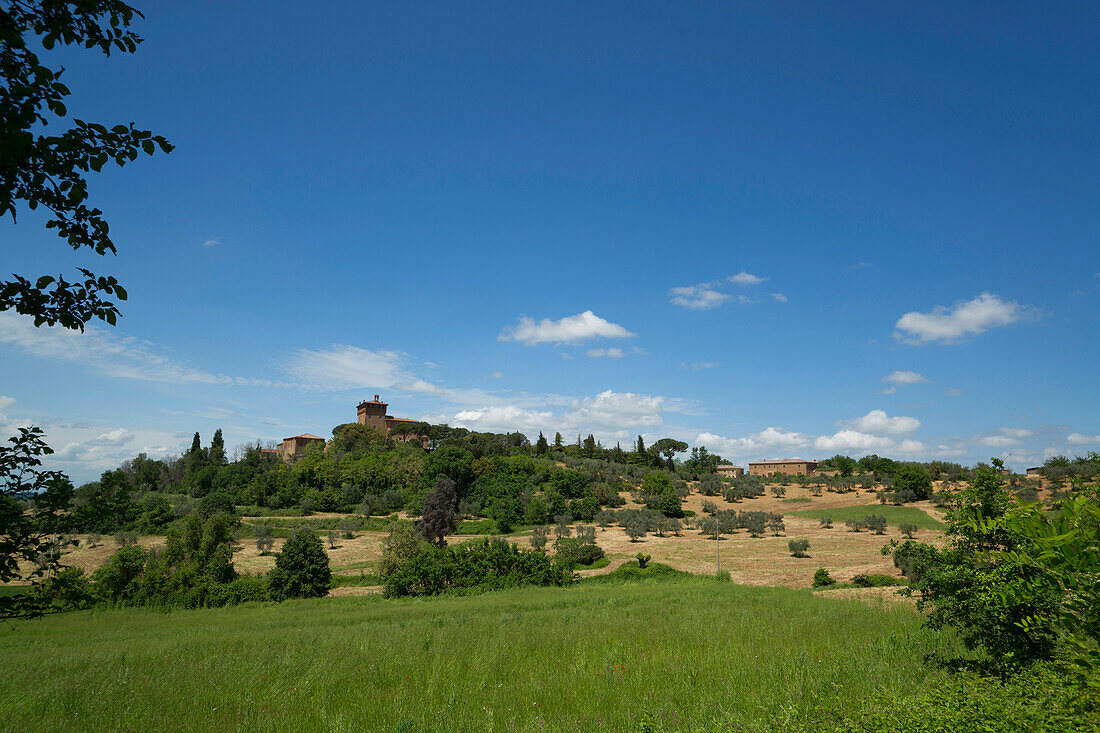 Field at the foot of the Vinery Palazzo Massani, near San Quirico d'Orcia, Toskana, Italy, Europe