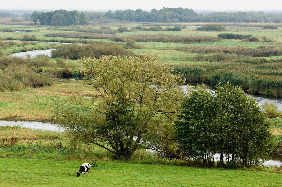 Kuh auf einer Weide, Nationalpark Biebrza-Flusstal, Woiwodschaft Podlachien, Polen