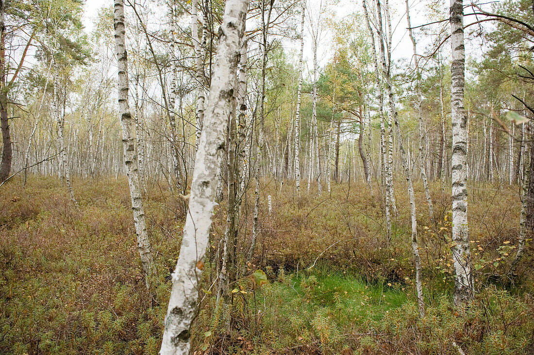 Birch forest, Biebrza National Park, Podlaskie Voivodeship, Poland