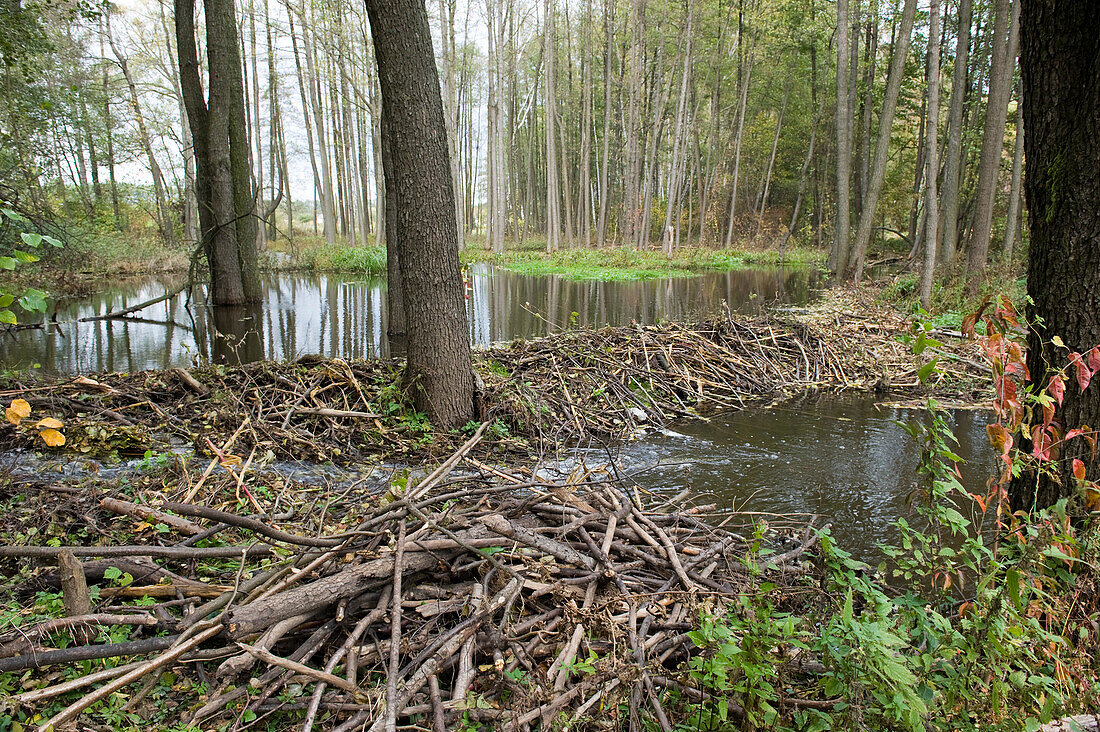 Beaver dam, Biebrza National Park, Podlaskie Voivodeship, Poland