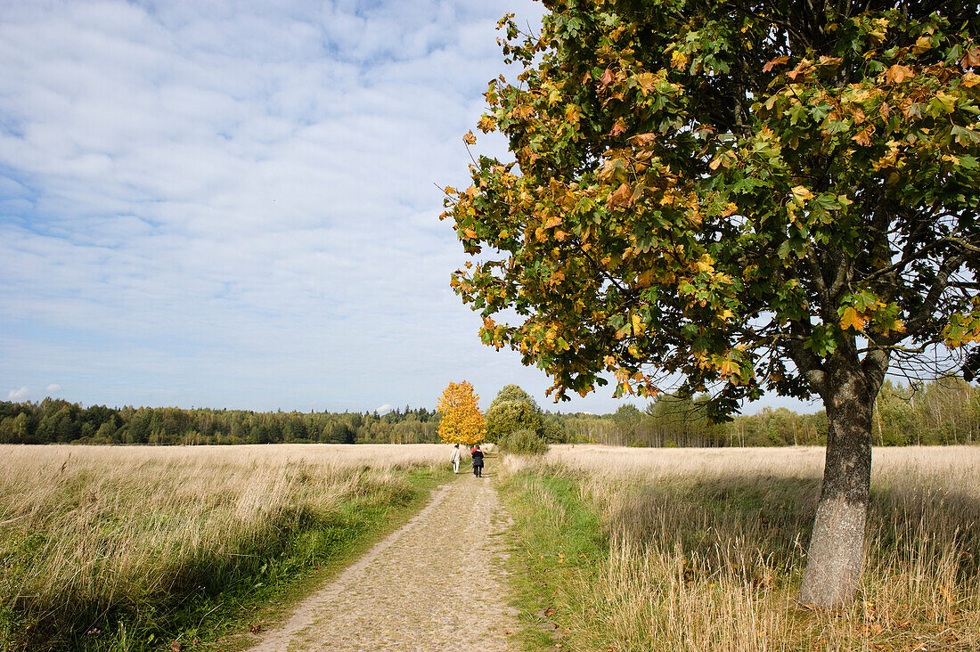 Path, Bialowieza National Park, Podlaskie Voivodeship, Poland