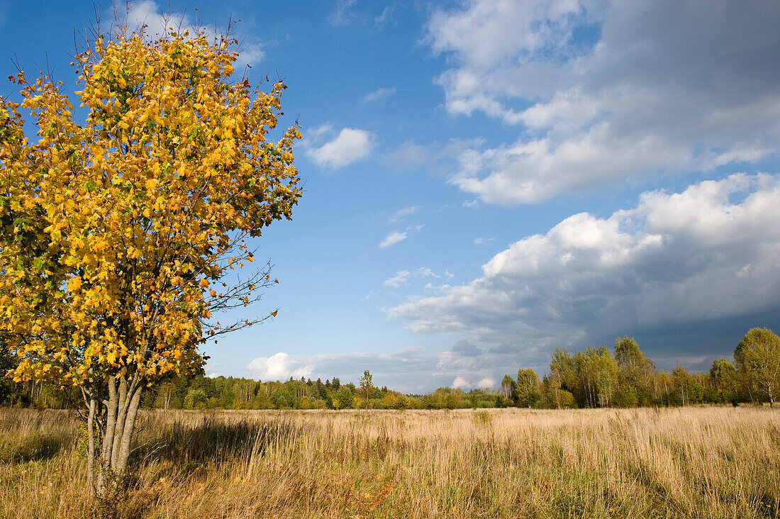 Herbstlandschaft, Bialowieza-Nationalpark, Woiwodschaft Podlachien, Polen
