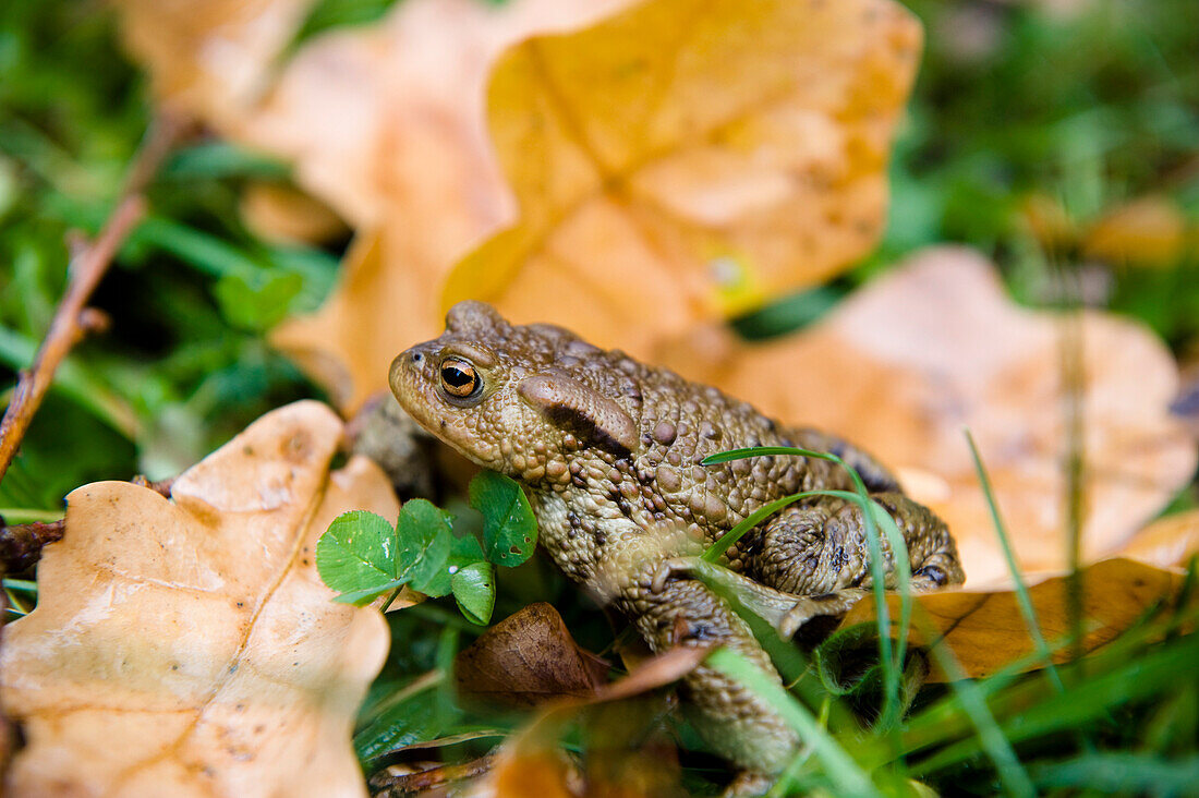 Toad in grass, Bialowieza National Park, Podlaskie Voivodeship, Poland
