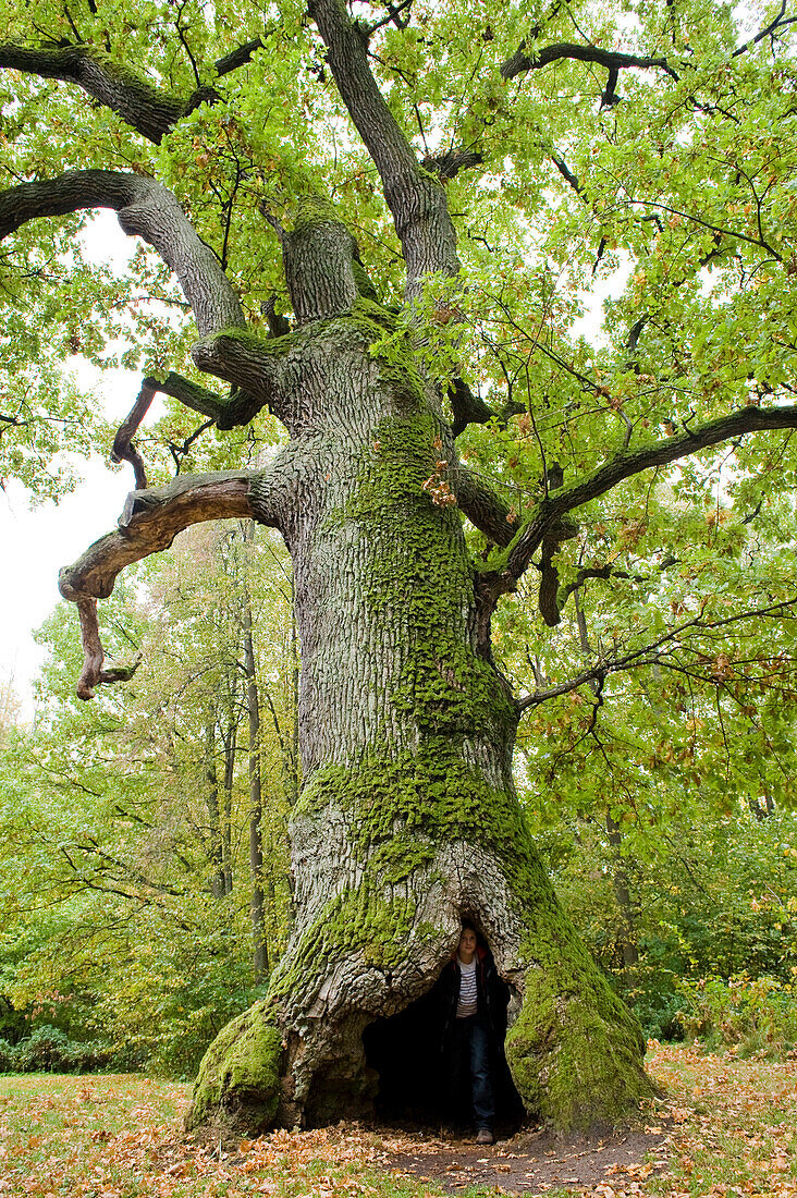 Person inside a tree trunk, Bialowieza National Park, Podlaskie Voivodeship, Poland