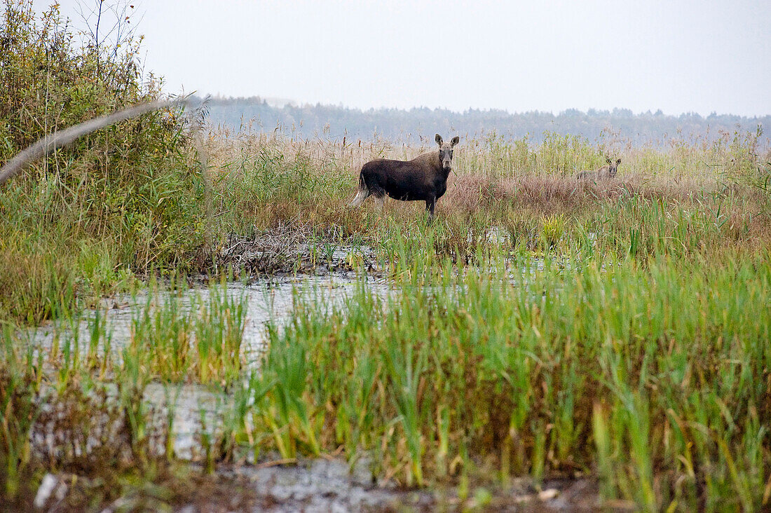 Moose, Biebrza National Park, Podlaskie Voivodeship, Poland