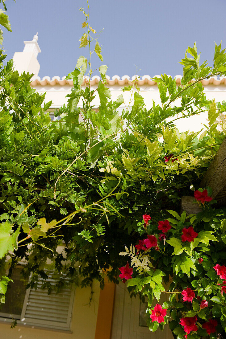 Kletterpflanzen an einem Haus, Algarve, Portugal