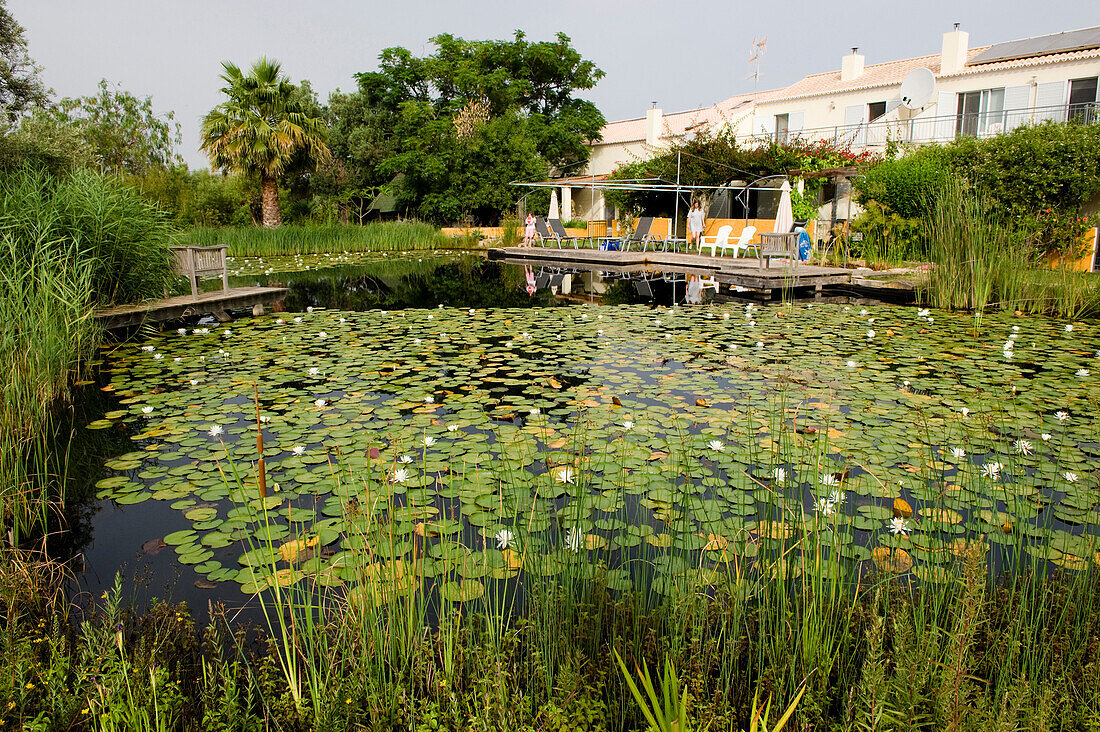 Water lily pond, Algarve, Portugal