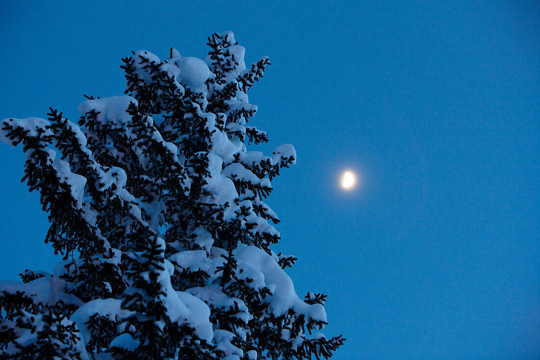 Schneebedeckte Tanne bei Nacht im Mondschein, Winter, Berge, Natur