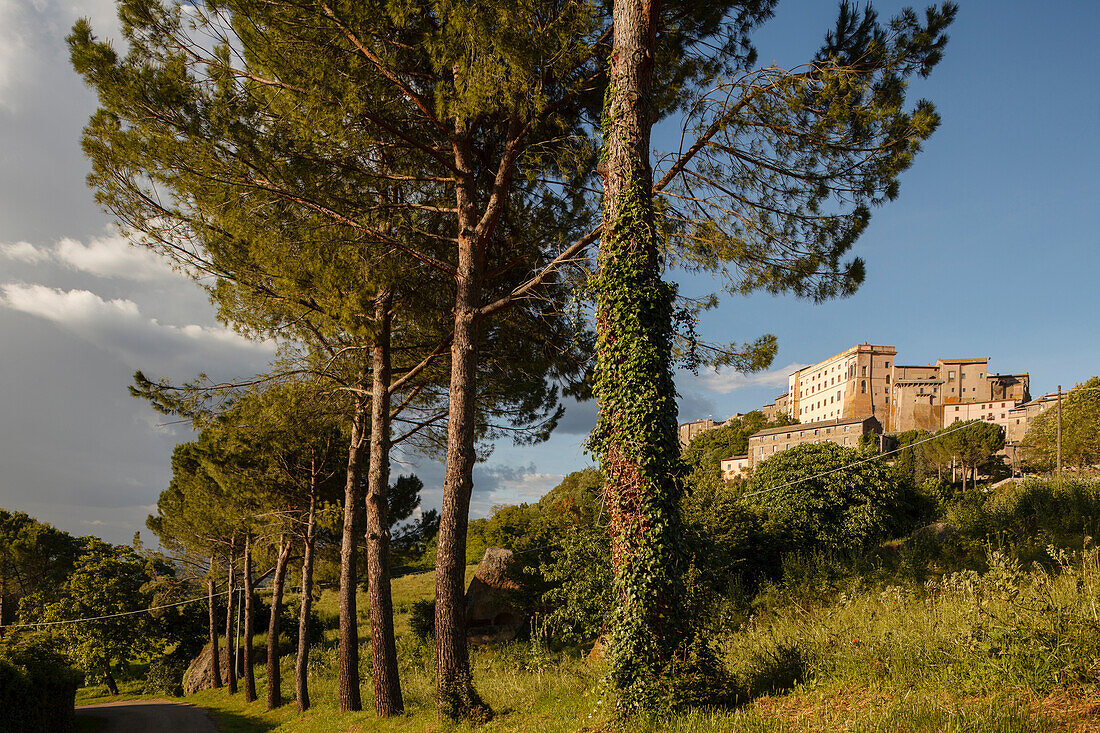 Pinien mit Palazzo Orsini, Orsini Palast im Hintergrund, 16. Jhd, Bomarzo, Provinz Viterbo, Latium, Italien, Europa