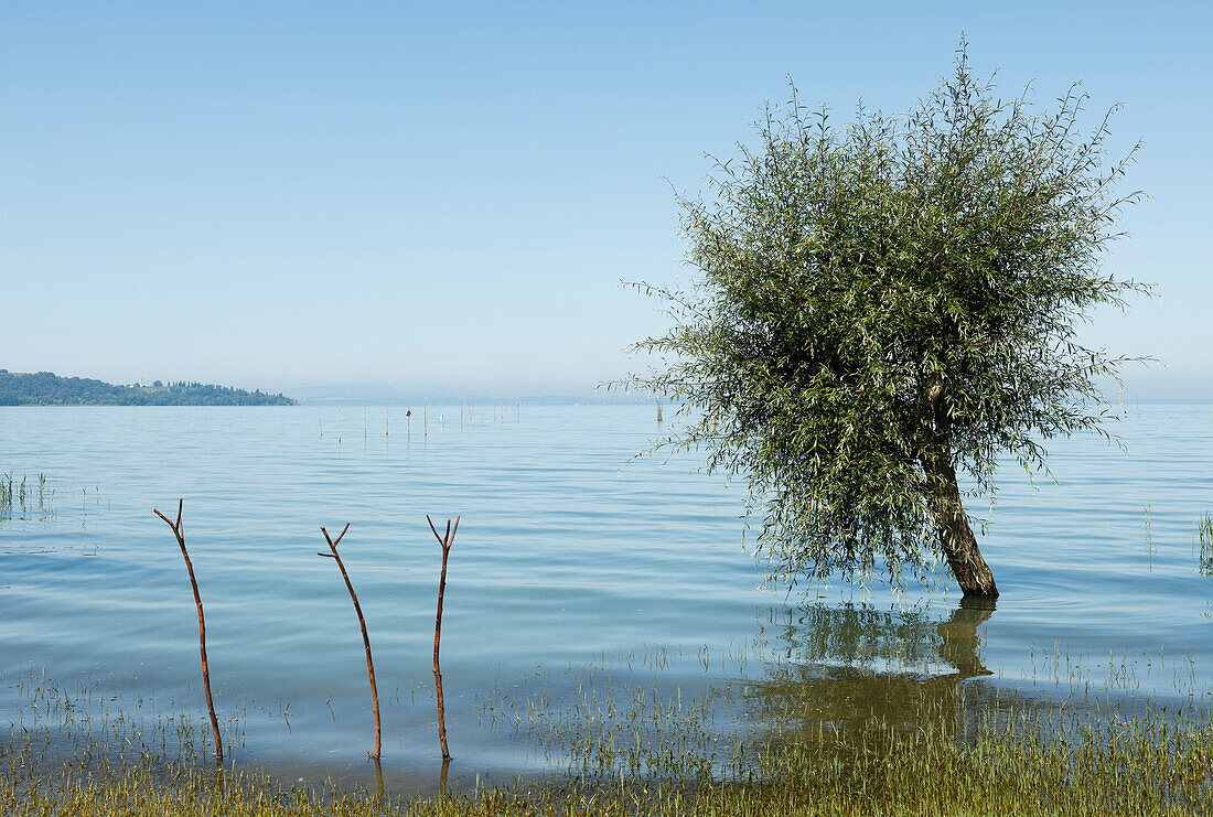 Weide, lat. Salix, am Seeufer bei San Feliciano, Lago Trasimeno, Trasimenischer See, Provinz Perugia, Umbrien, Italien, Europa
