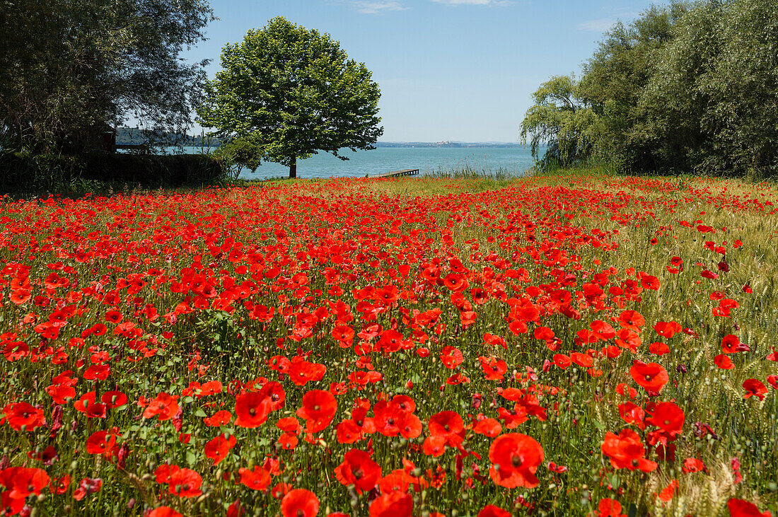 Mohnblüte, Mohnfeld und Bäume am Seeufer bei San Feliciano, Lago Trasimeno, Trasimenischer See, Provinz Perugia, Umbrien, Italien, Europa