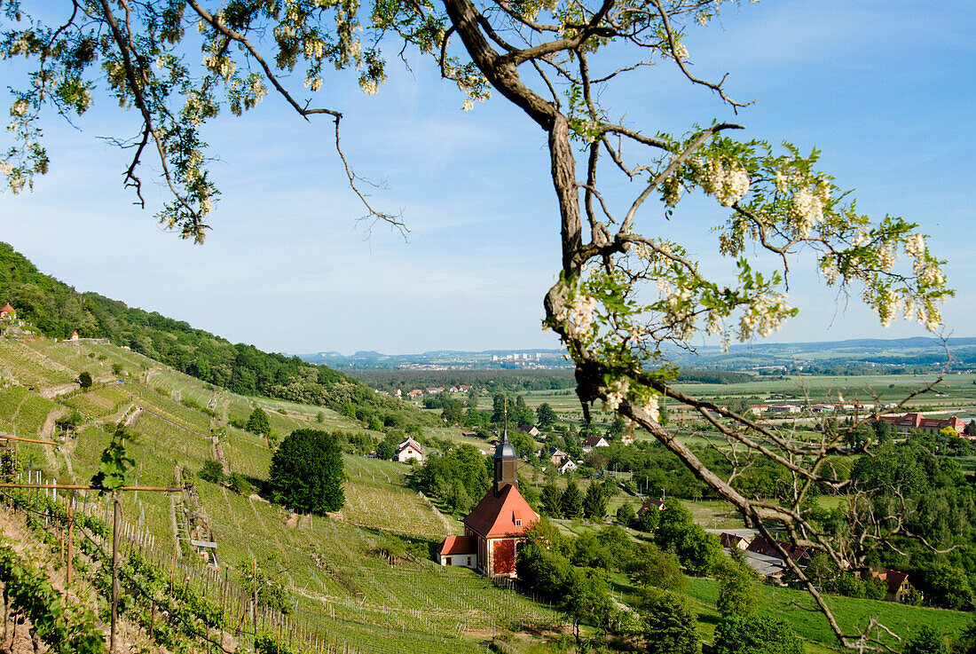 Weinberg mit Weinbergkirche, Pillnitz, Dresden, Sachsen, Deutschland