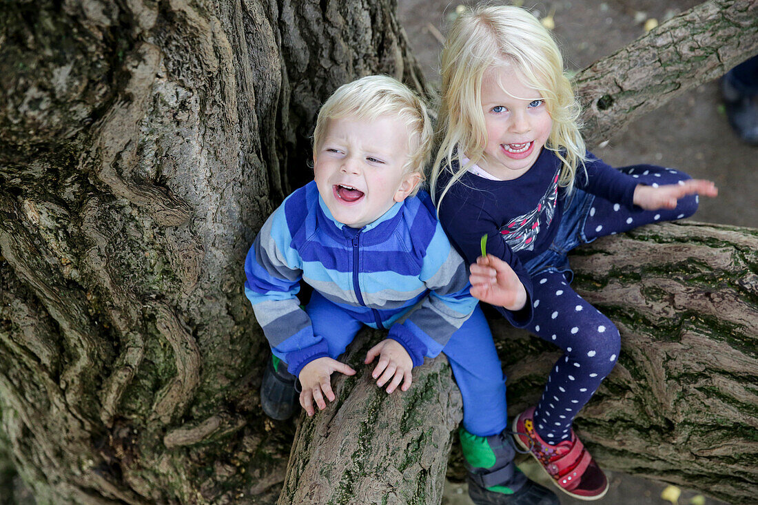 Two children sitting in a ginkgo tree, Goseck, Saxony-Anhalt, Germany