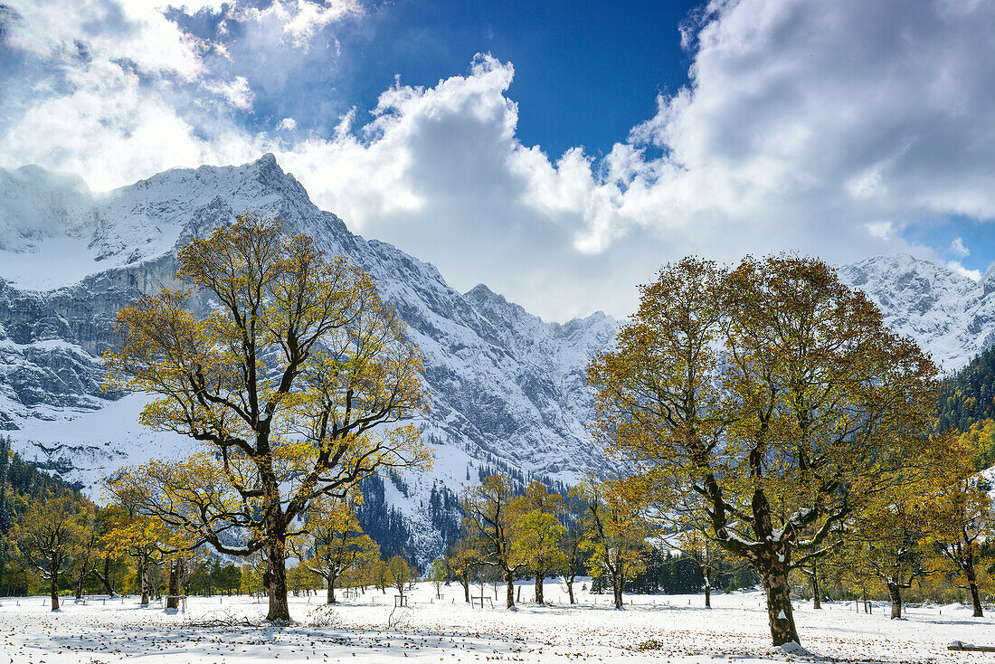 Snow-covered maple trees with Karwendel range in the background, Grosser Ahornboden, Eng, Karwendel Nature Reserve, Karwendel range, Tyrol, Austria