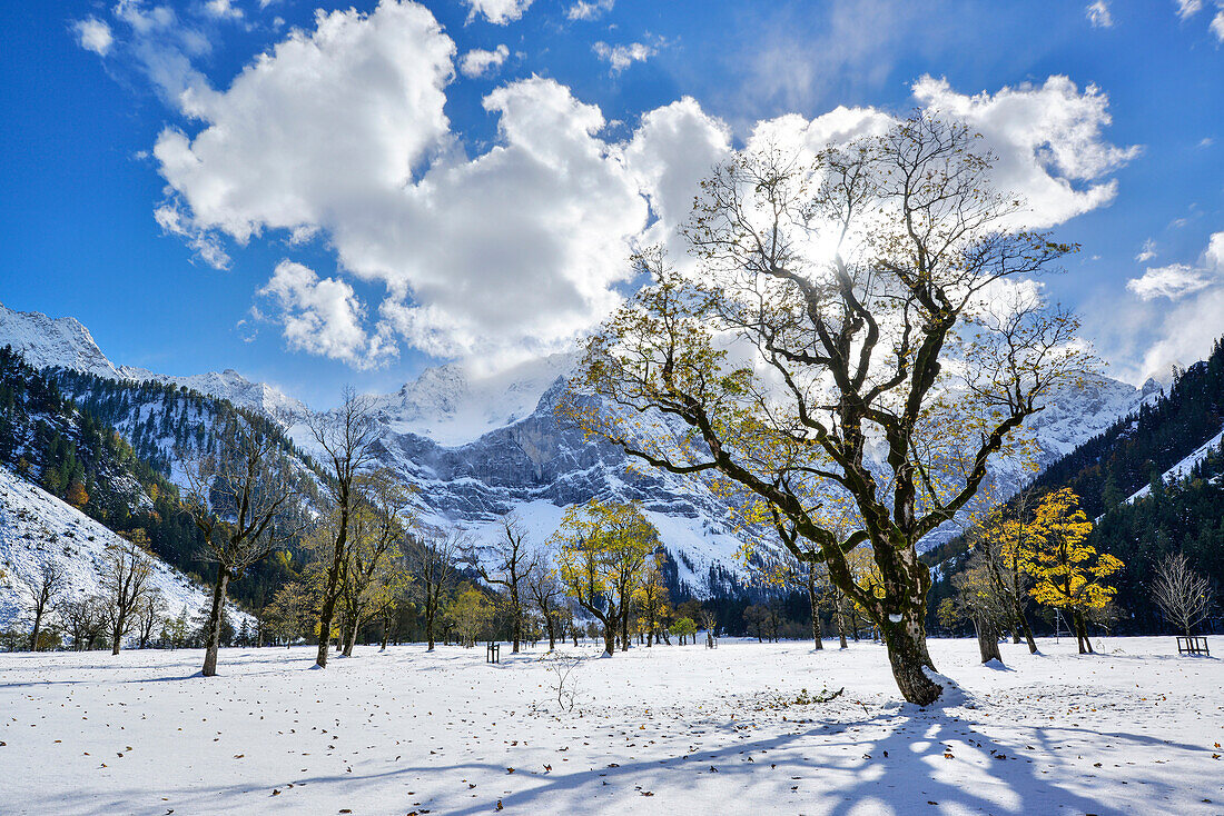 Snow-covered maple trees with Karwendel range in background, Grosser Ahornboden, Eng, Karwendel Nature Reserve, Karwendel range, Tyrol, Austria