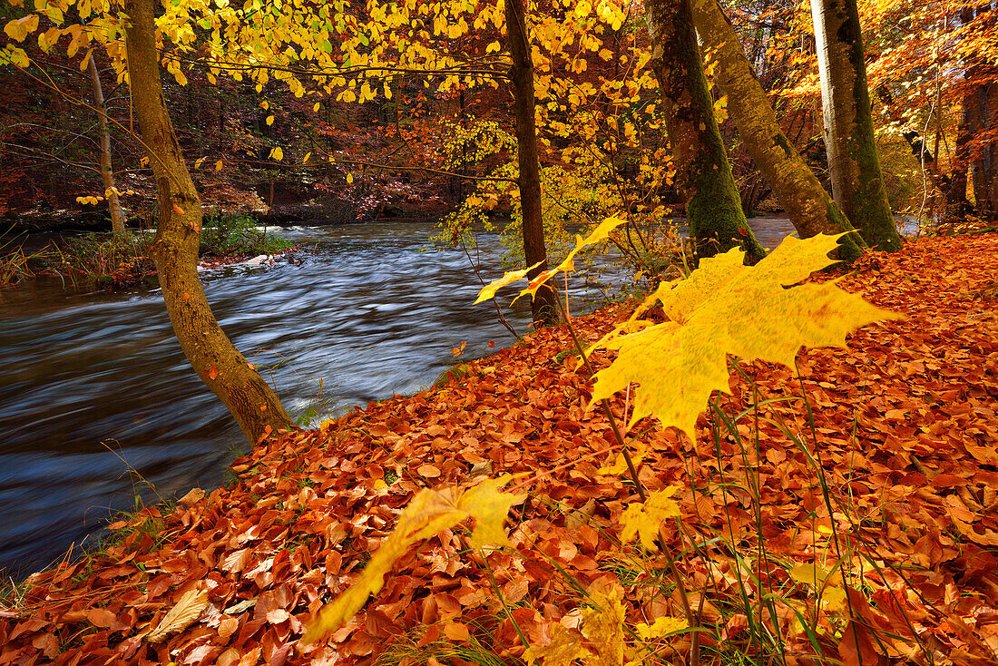 Herbstlich verfärbte Buchen und Ahorn im Würmtal, Würmtal, Starnberg, Oberbayern, Bayern, Deutschland