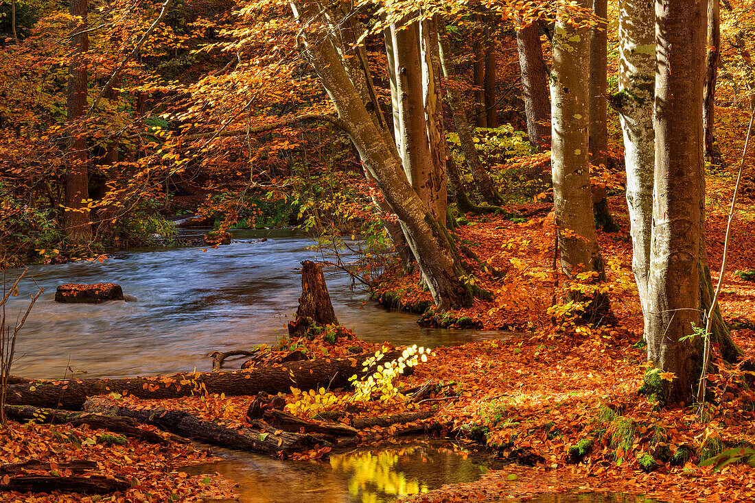 Herbstlich verfärbte Buchen im Würmtal, Würmtal, Starnberg, Oberbayern, Bayern, Deutschland