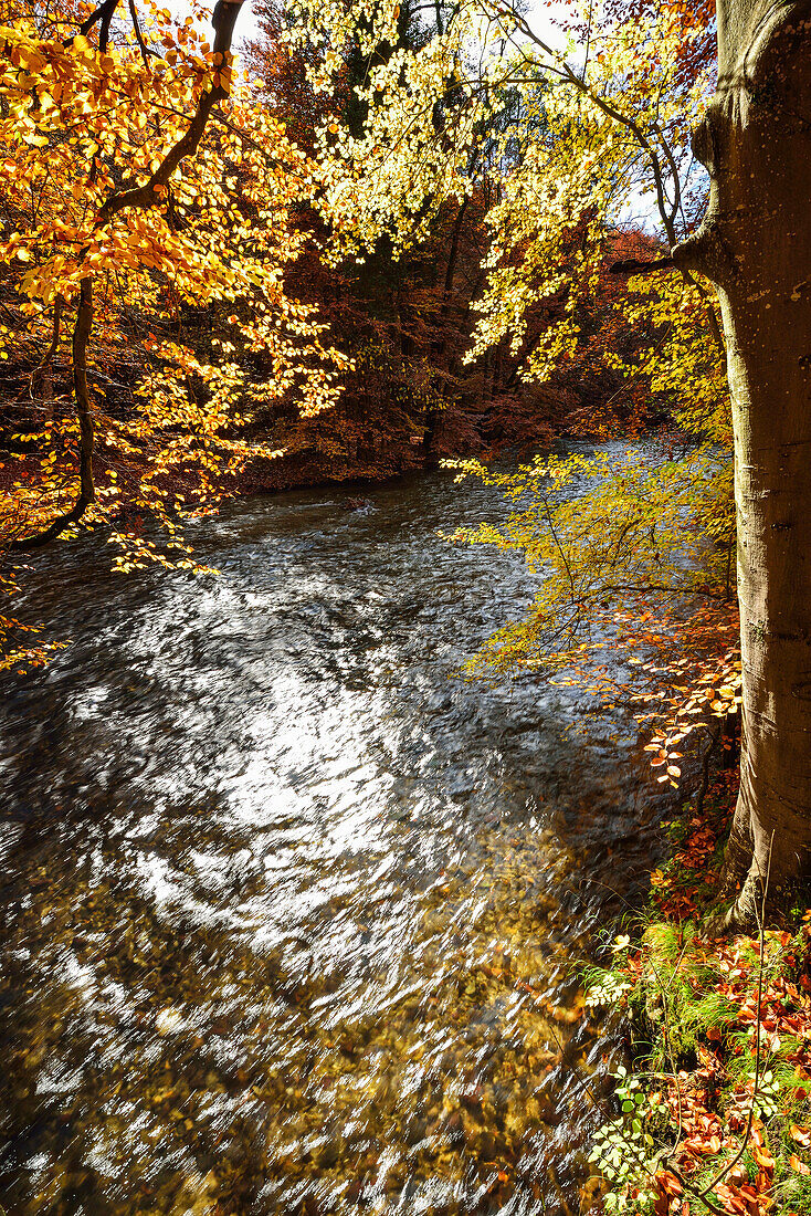 Würm fließt durch herbstlich verfärbten Buchenwald, Würmtal, Starnberg, Oberbayern, Bayern, Deutschland