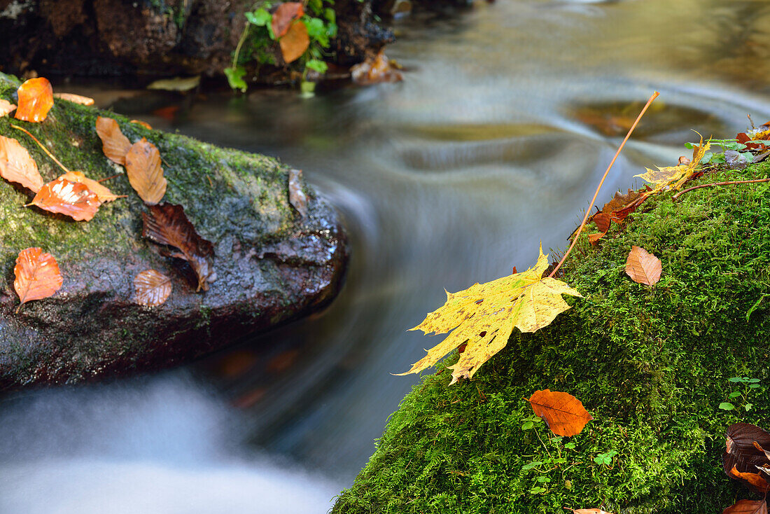 Leaves in autumn colours in a stream, valley of Wuerm, Starnberg, Upper Bavaria, Bavaria, Germany