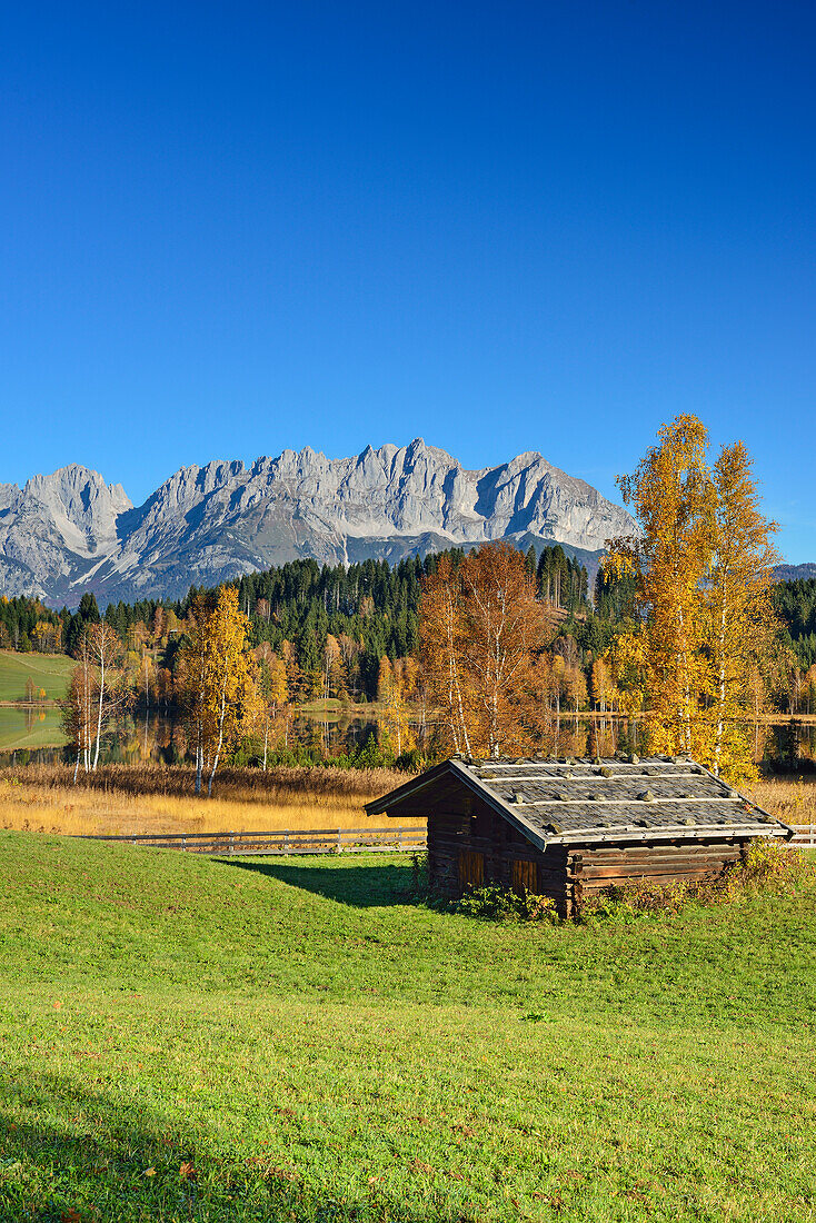 Birch trees in autumn colours in front of lake Schwarzsee with view to Wilder Kaiser with Karlspitzen, Regalmspitze, Ackerlspitze and Maukspitze, lake Schwarzsee, Kitzbuehel, Tyrol, Austria