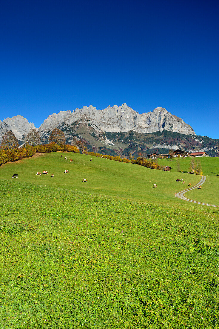 Wilder Kaiser from south with Karlspitzen, Regalmspitze, Ackerlspitze and Maukspitze, Wilder Kaiser, Kaiser range, Tyrol, Austria