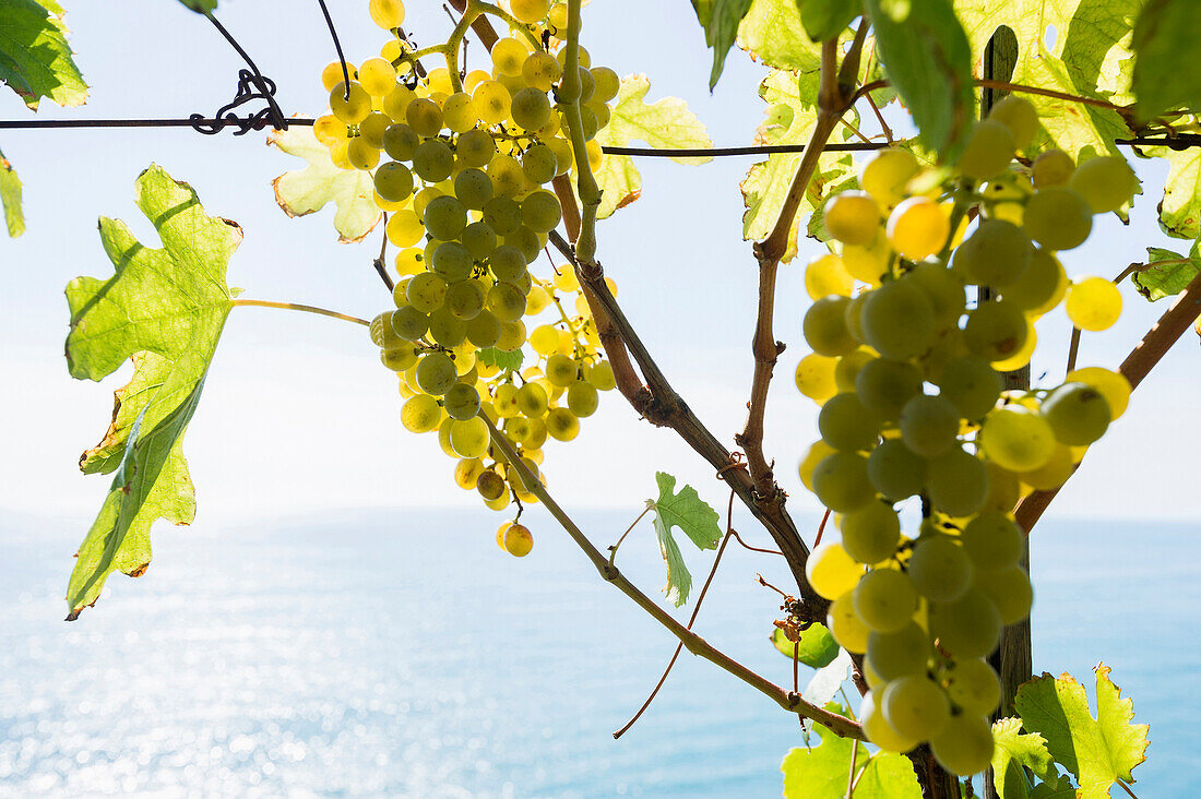 Weintrauben im Sonnenlicht, Manarola, Riomaggiore, Cinque Terre, La Spezia, Ligurien, Italien