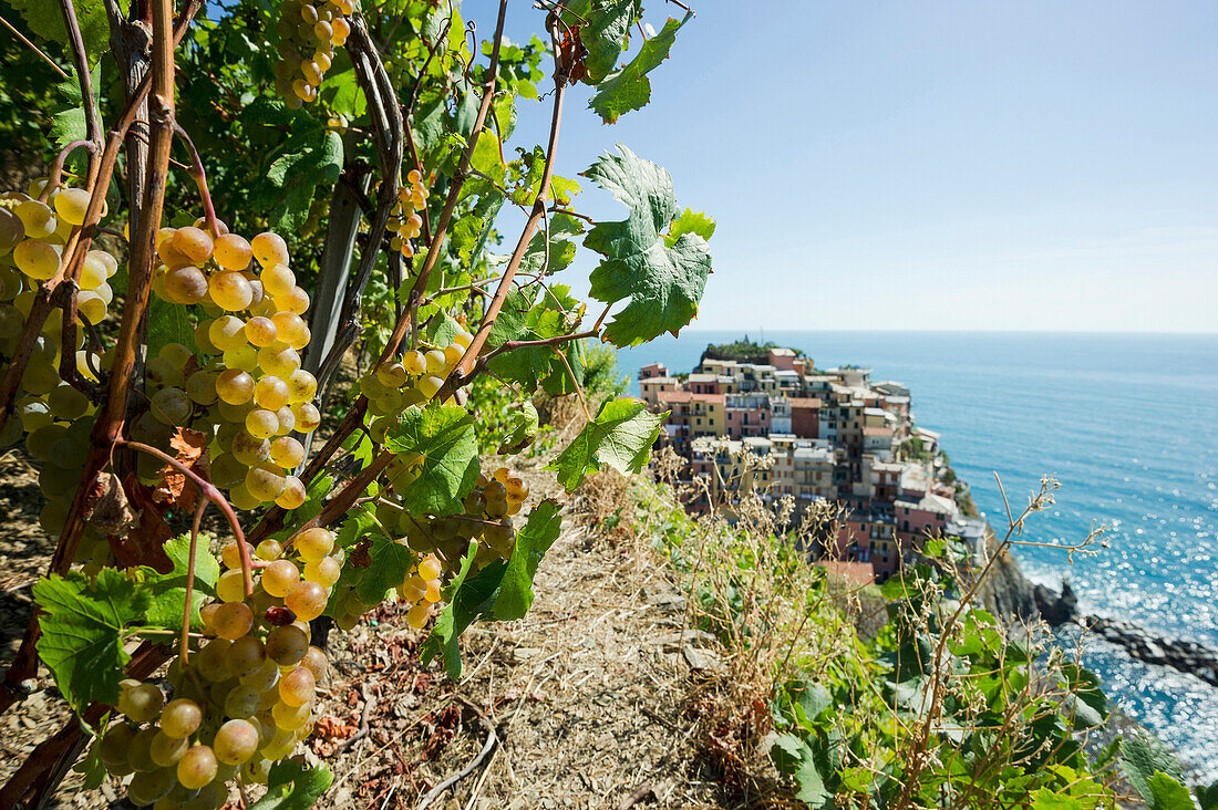 Blick auf Manarola, Weintrauben im Vordergrund, Manarola, Riomaggiore, Cinque Terre, La Spezia, Ligurien, Italien