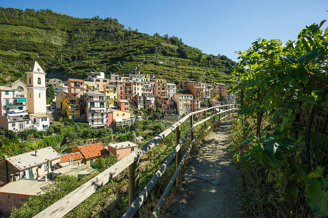 Hiking trail to Manarola, Riomaggiore, Cinque Terre, La Spezia, Liguria, Italy