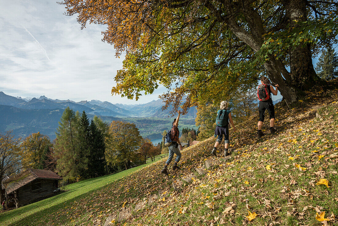 Hikers under a tree, Lake Thun and Kander valley in background, Beatenberg, Bernese Oberland, Canton of Bern, Switzerland