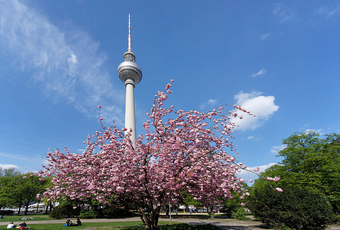 Kirschblüte am Alexanderplatz, Berlin, Deutschland