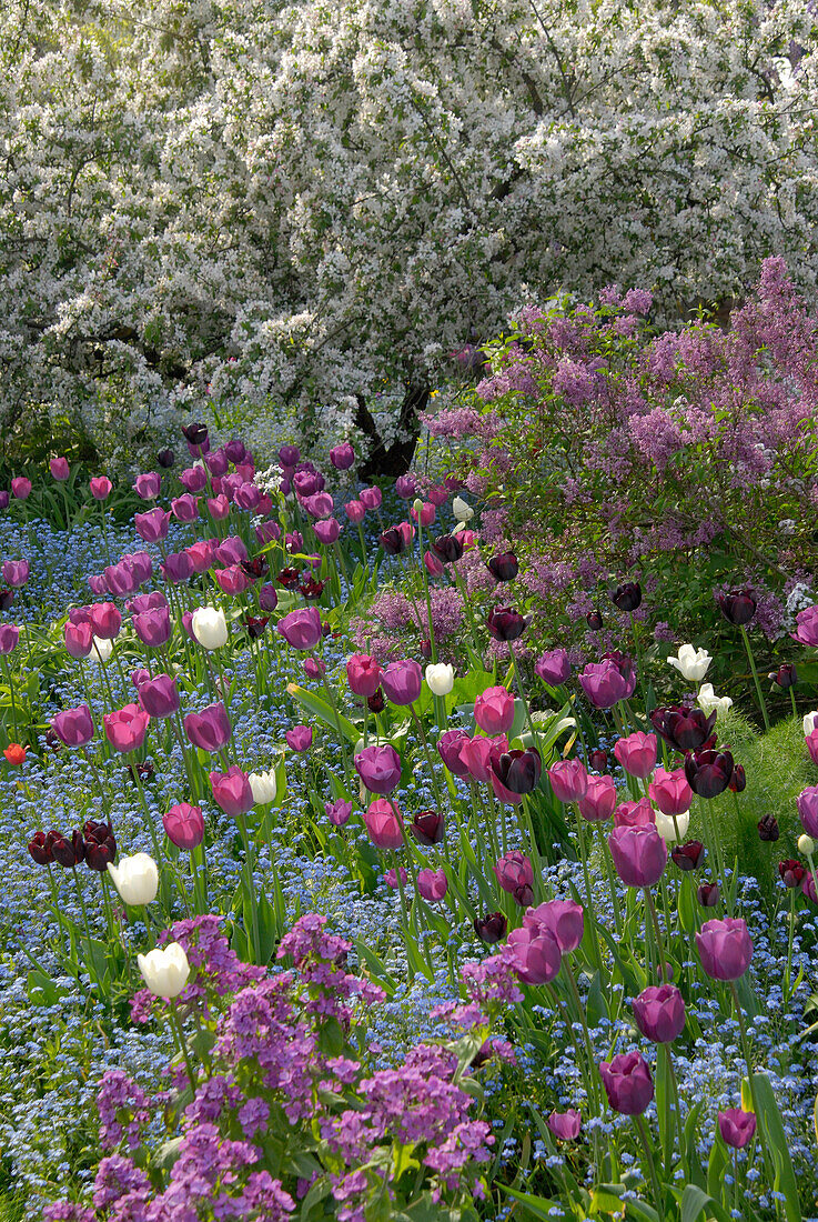 Tulips and Spring flowers in a flower bed, Hermannshof, Weinheim, Baden-Wuerttemberg, Germany, Europe