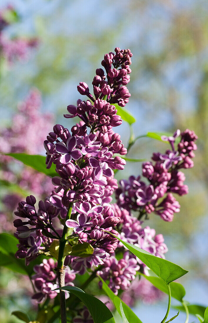 Purple lilac blossoms, Syringa vulgaris 'Sensation', Germany, Europe