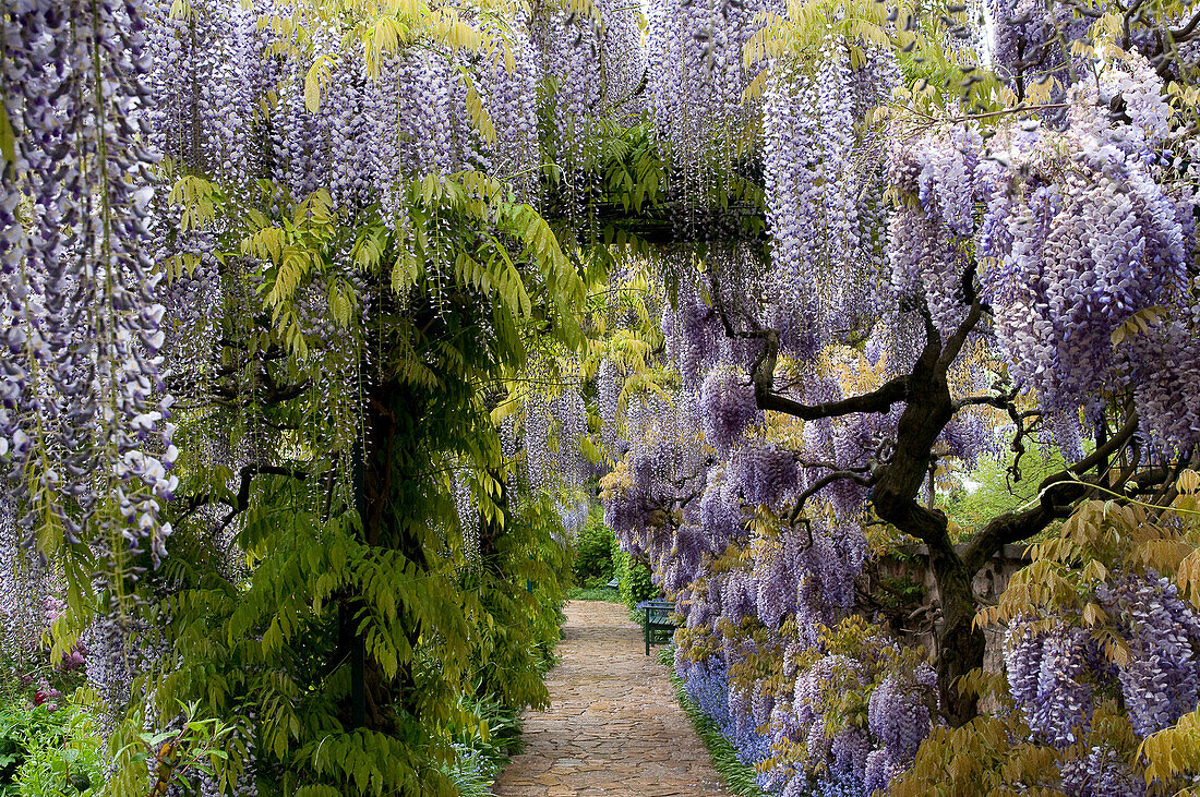 Wisteria floribunda, japanischer Blauregen, Deutschland, Europa