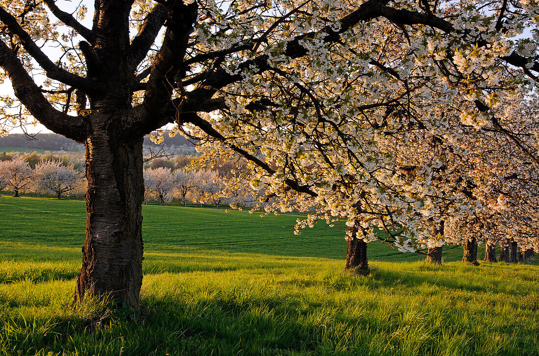 Blühende Kirschbäume bei Friedberg, Hessen, Deutschland, Europa
