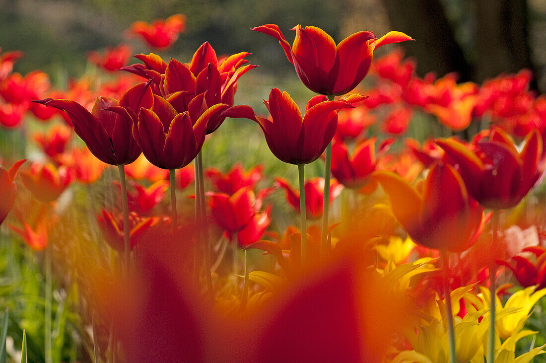 Tulpenbeet im Hermannshof, Weinheim, Baden-Württemberg, Deutschland, Europa