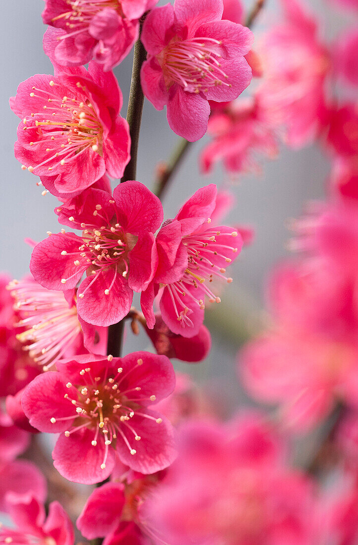 Japanese apricot blossoms, Prunus mume Beni-chi-dori, Germany, Europe