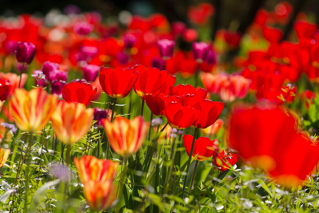 Tulips in the garden, Hermannshof, Weinheim, Baden-Württemberg, Germany, Europe