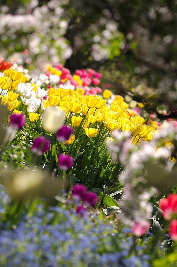 Tulips in blossom, Hermannshof, Weinheim, Baden-Württemberg, Germany, Europe