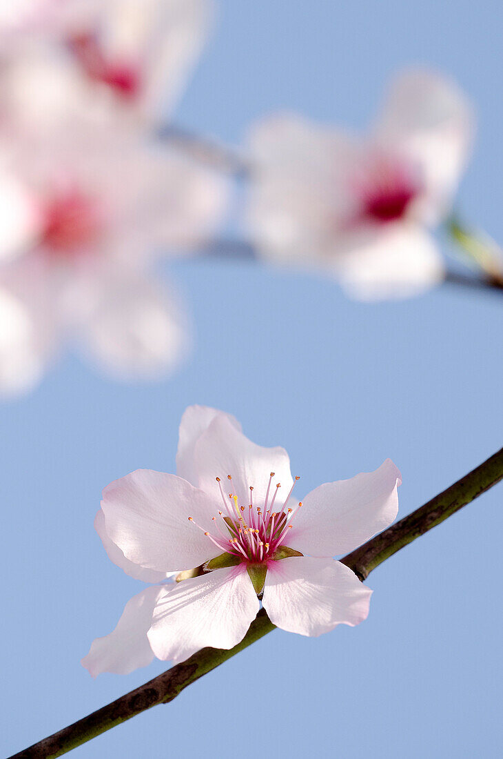 Echte Süßmandel, Prunus dulcis Rosa Nr.10, Deutschland, Europa