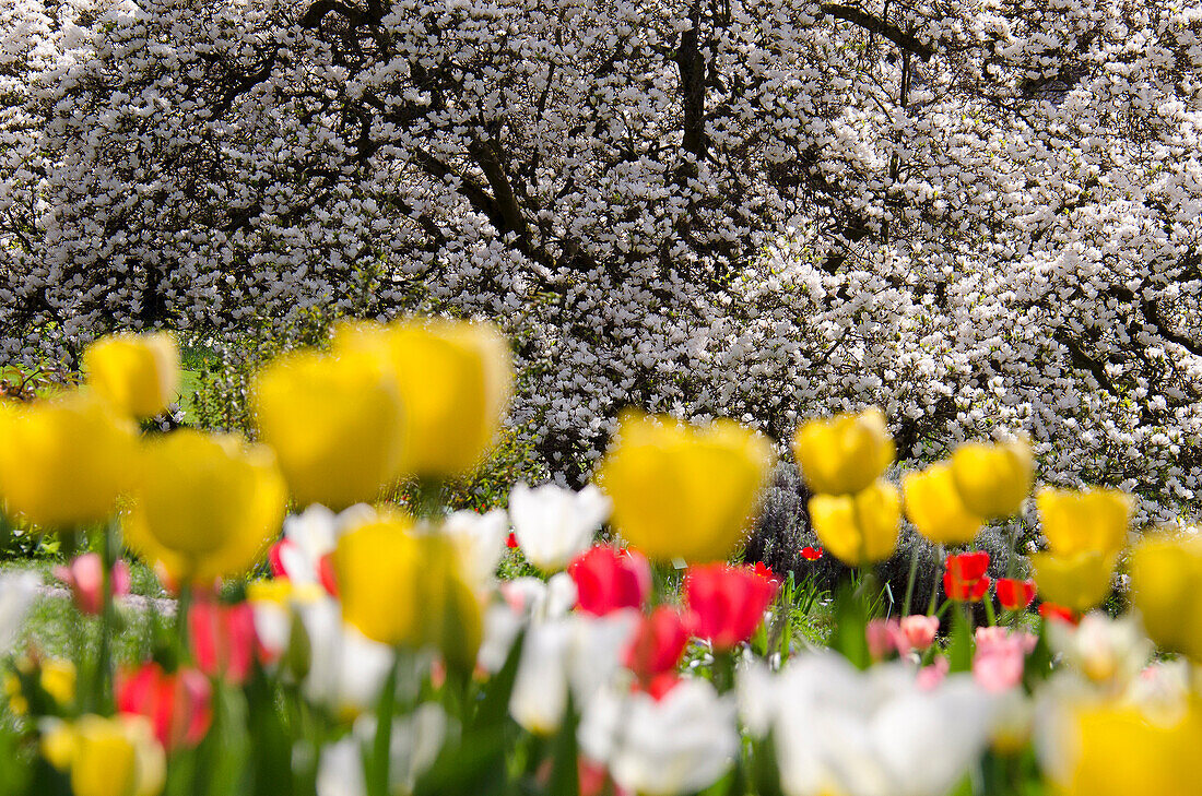 Tulpenblüte im Hermannshof Weinheim, Baden-Württemberg, Deutschland, Europa