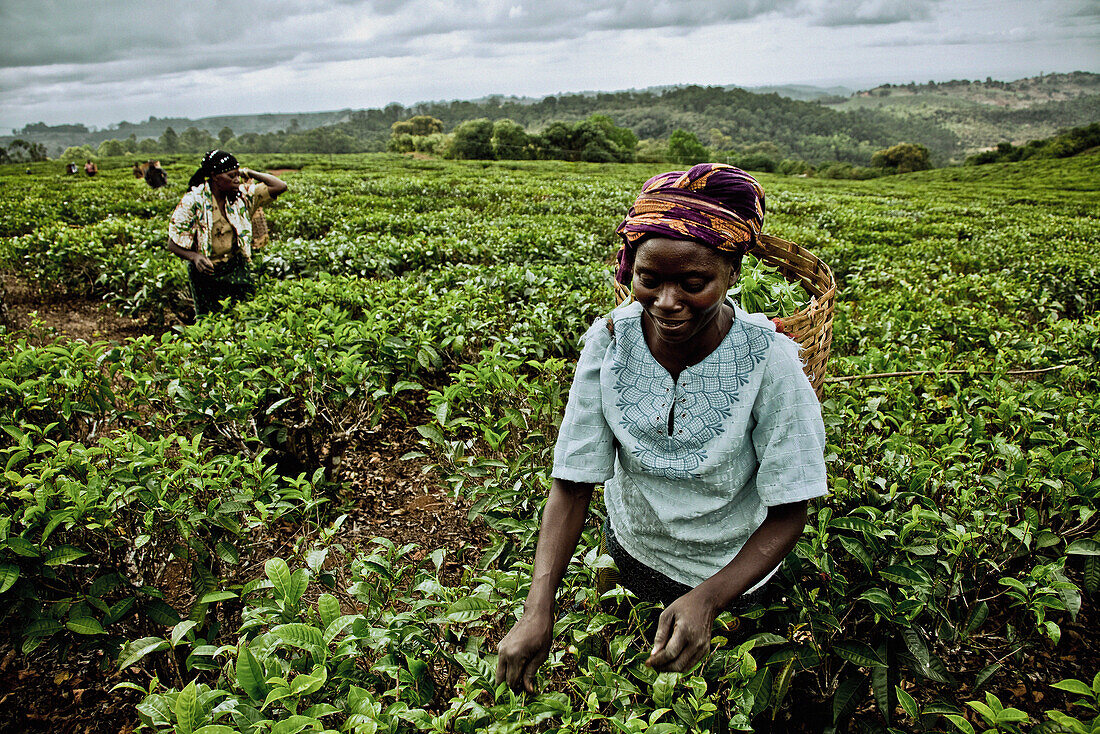 Frauen pflücken Teeblätter, Mount Mulanje Region, Malawi, Afrika