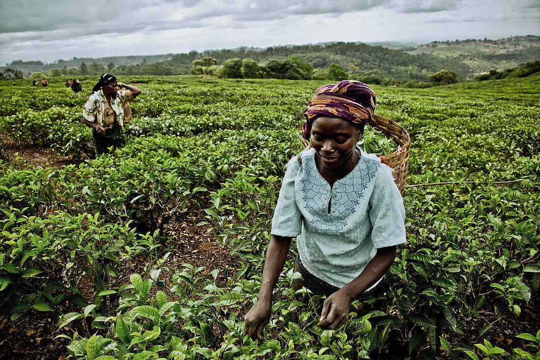 Women picking tea-leaves, Mount Mulanje region, Malawi, Africa