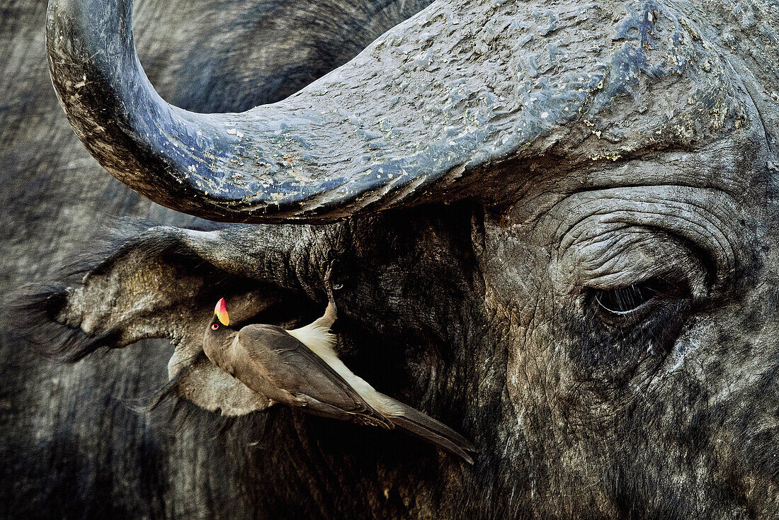 Madenhacker am Ohr eines Büffels, Okavango Delta, Botswana, Afrika