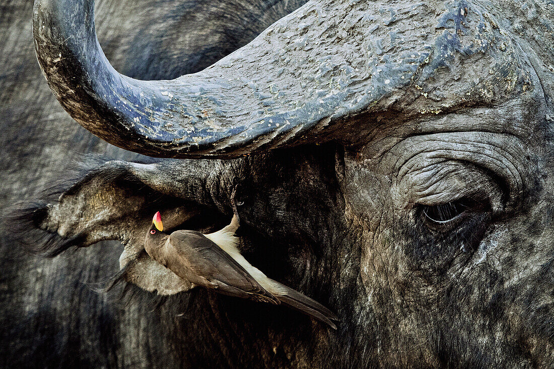 Oxpecker in the ear of a buffalo, Okavango Delta, Botswana, Africa